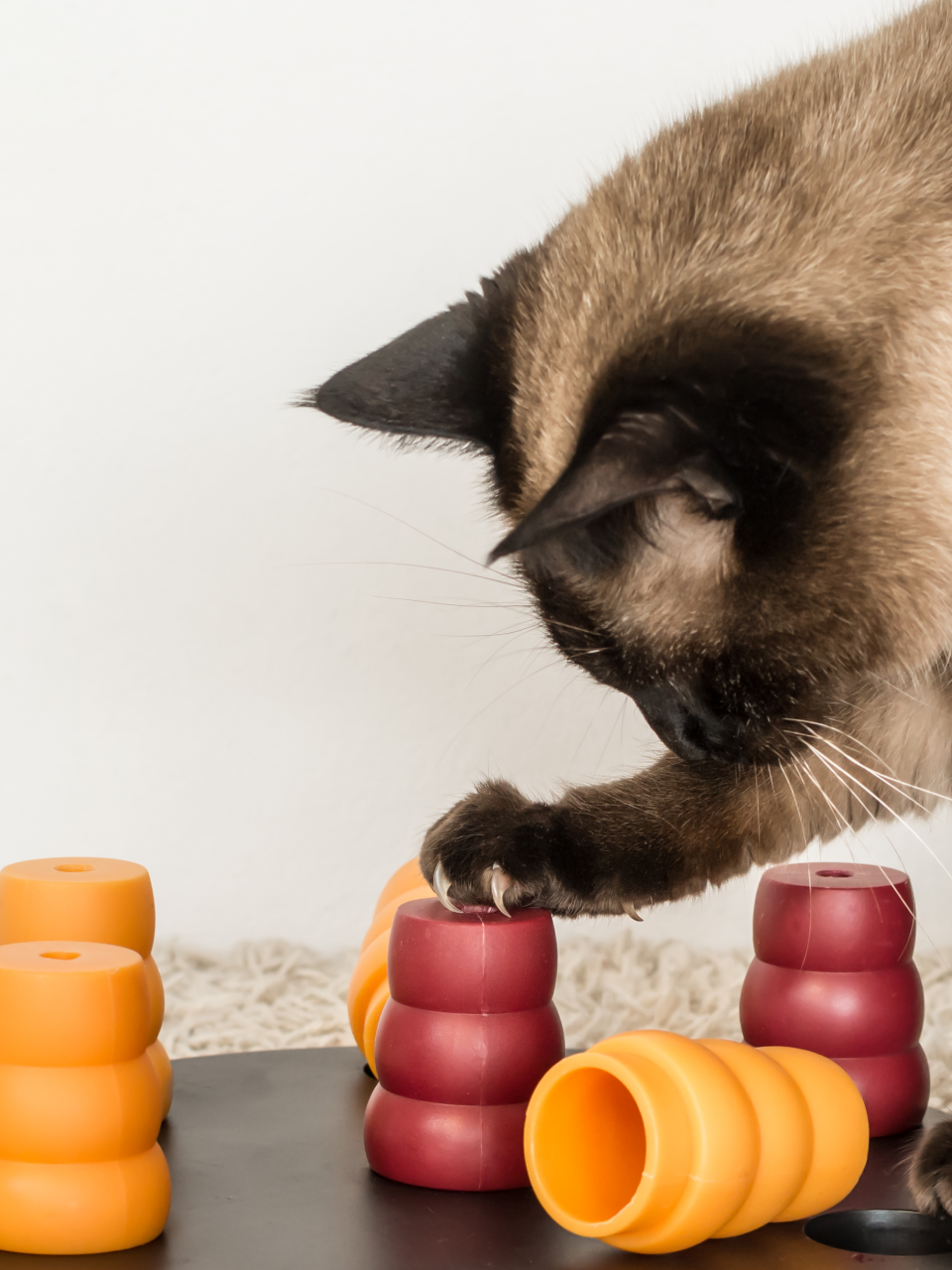 Chat qui joue
