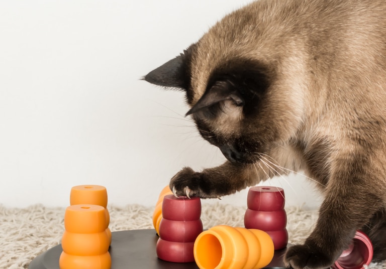 Chat qui joue