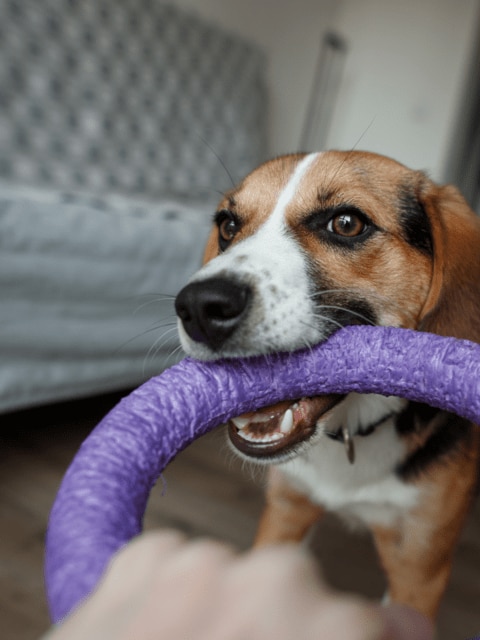 Chien jouant