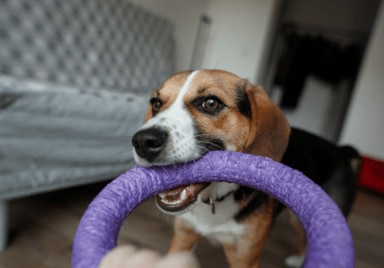 Chien jouant