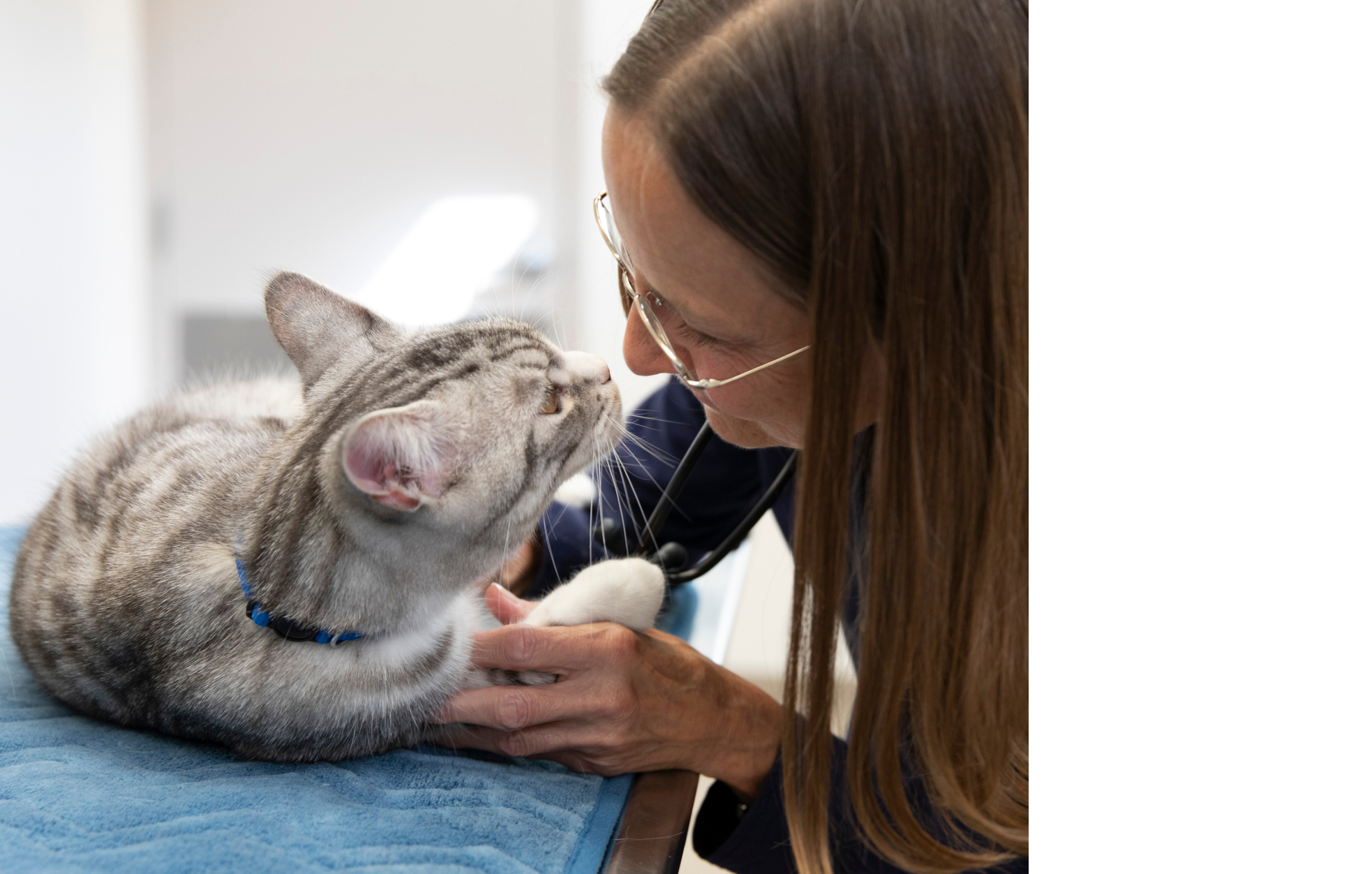Un chat sur une table d’examen à côté d’un vétérinaire