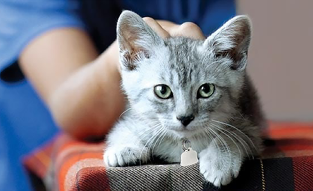 Un chaton dans un refuge pour animaux