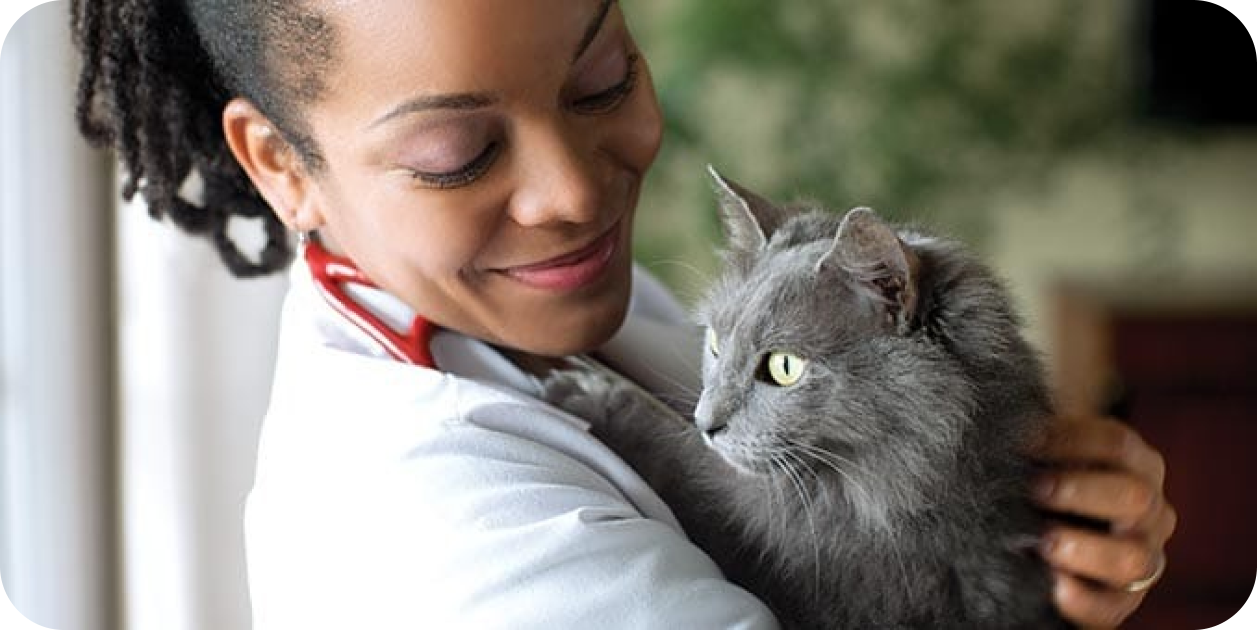 Un vétérinaire tenant un chat gris