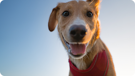 Un chien avec un foulard rouge