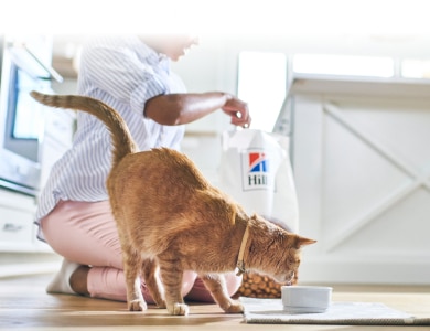 cat eating Hills