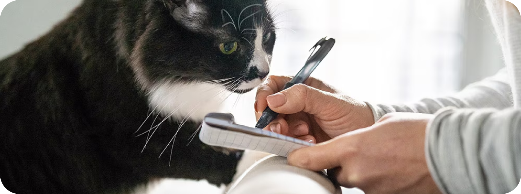 Un chat noir qui regarde un plan d’urgence pour animaux