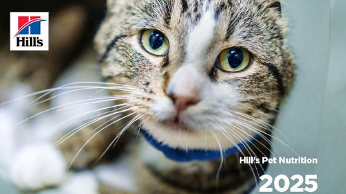 2025 Canada Shelter Report Cover