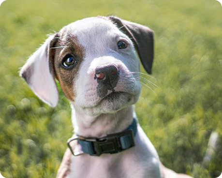 Chiot brun et blanc à l’expression curieuse