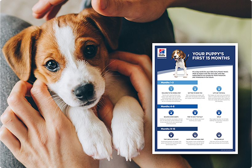 A puppy being held by a person and a  puppy guide and informational form