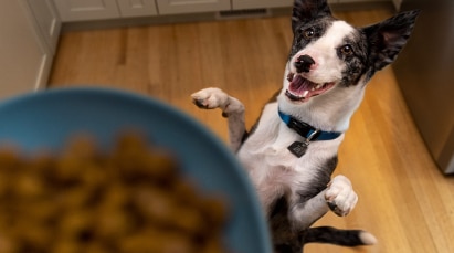 Un chien et un bol de nourriture