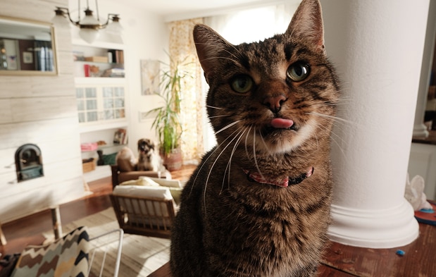 Chat qui attend sa nourriture