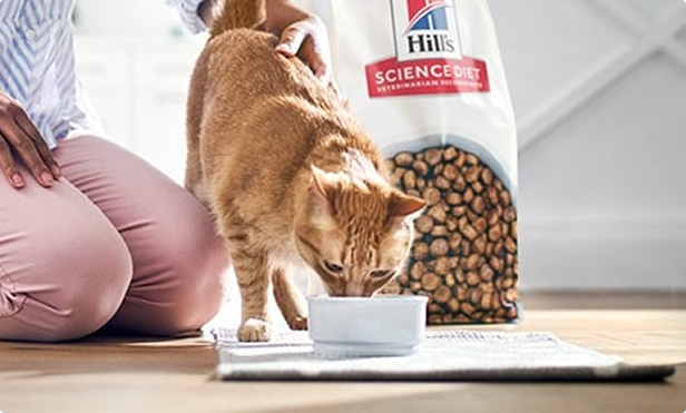 Chat mangeant de la nourriture Hill's.