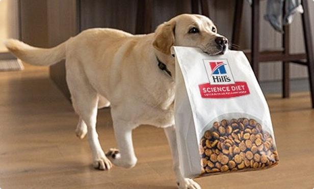 Un chien portant un sac de nourriture Hill's.