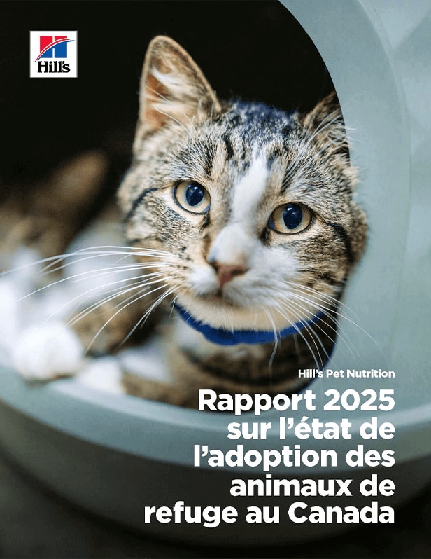 Rapport 2025 sur l'état de l'adoption des animaux de refuge au Canada