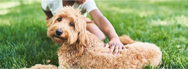 Photo d'un garçon caressant un chien dans l'herbe