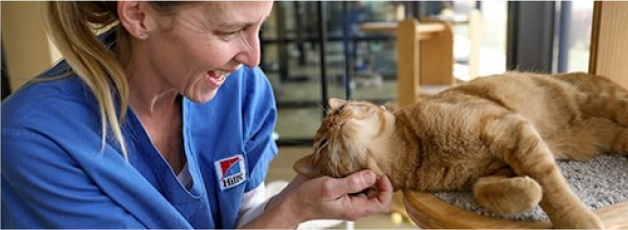 Photo d'une femme caressant un chat à l'intérieur