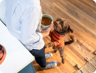 Un chien vêtu d’un chandail orange se tenant sur ses pattes arrière et s’appuyant sur son maître, qui tient un bol de nourriture