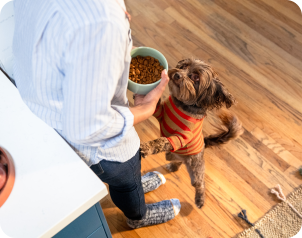 Un chien vêtu d’un chandail orange se tenant sur ses pattes arrière et s’appuyant sur son maître, qui tient un bol de nourriture