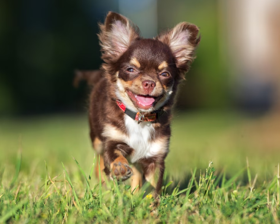 Chien chihuahua heureux marchant sur l'herbe