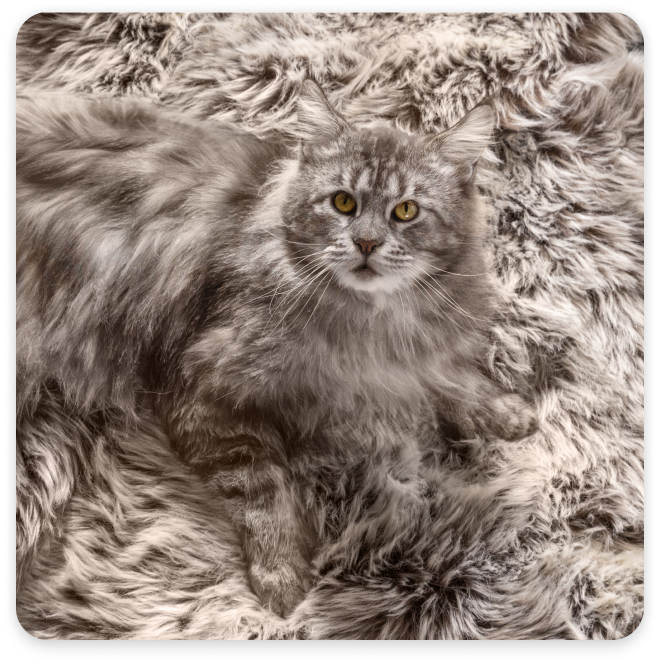 Chat gris sur un tapis gris assorti
