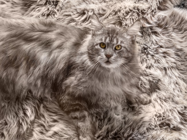 Chat gris sur un tapis gris assorti