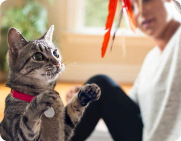 Parent d’animal s’amusant avec son chat avec un jouet à plumes