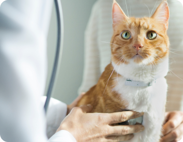 Vétérinaire examinant un chat brun
