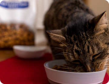 Petit chat mangeant de la nourriture dans un bol