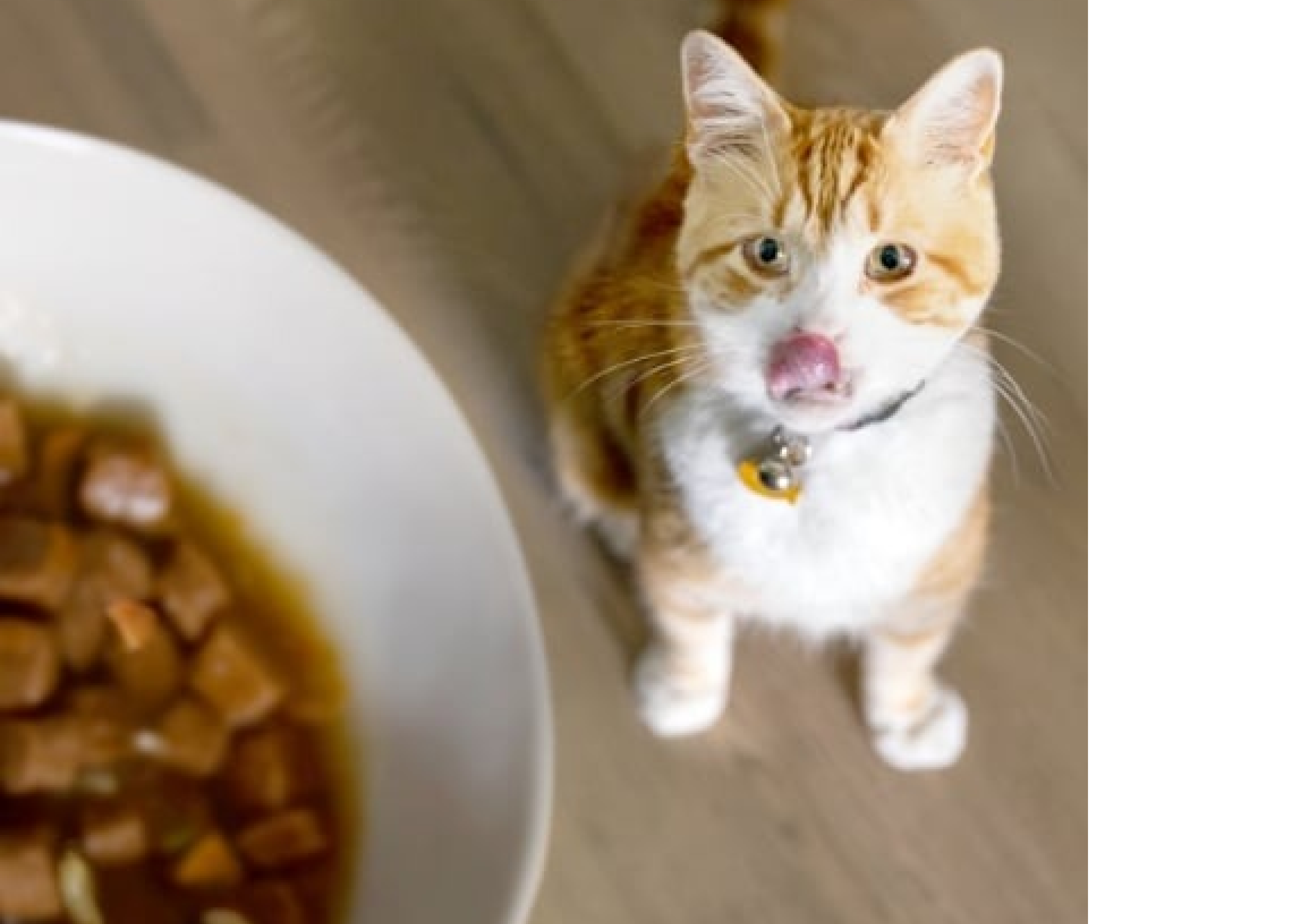 Chat regardant un bol de nourriture