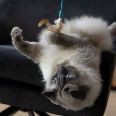 Chat gris jouant avec un jouet sur un canapé