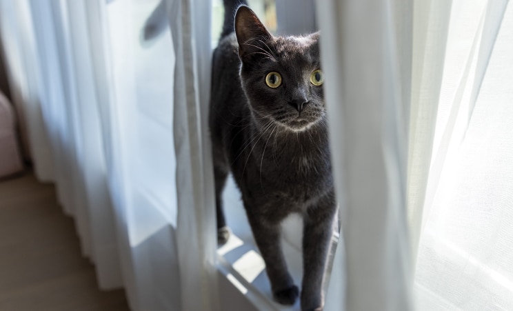 Chat noir à côté d’un rideau blanc