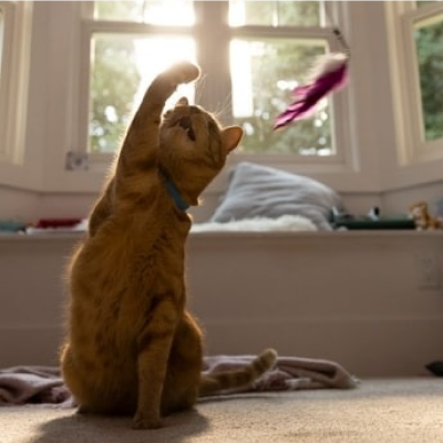 Chat essayant d’attraper un jouet suspendu