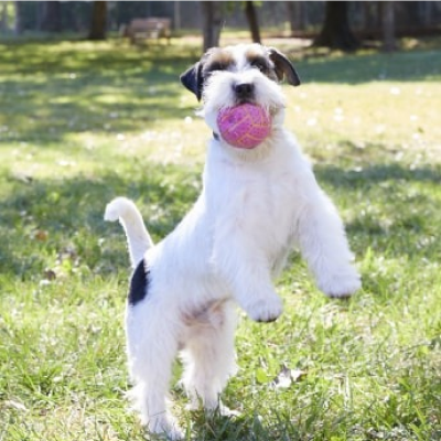 Chien jouant à l’extérieur et tenant une balle dans sa bouche