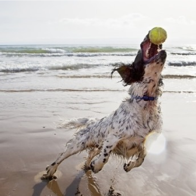 Chien attrapant une balle sur la plage