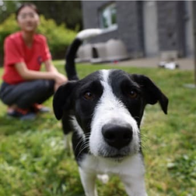 Chien à l’extérieur à côté d’une jeune fille