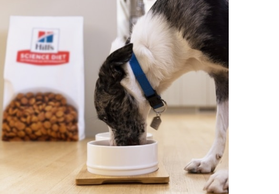 Chien mangeant de la nourriture pour chiens Hill’s Science Diet dans un bol