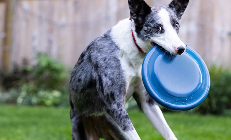 Chien attrapant un disque volant bleu