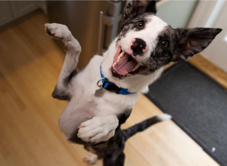 Chien qui saute de joie
