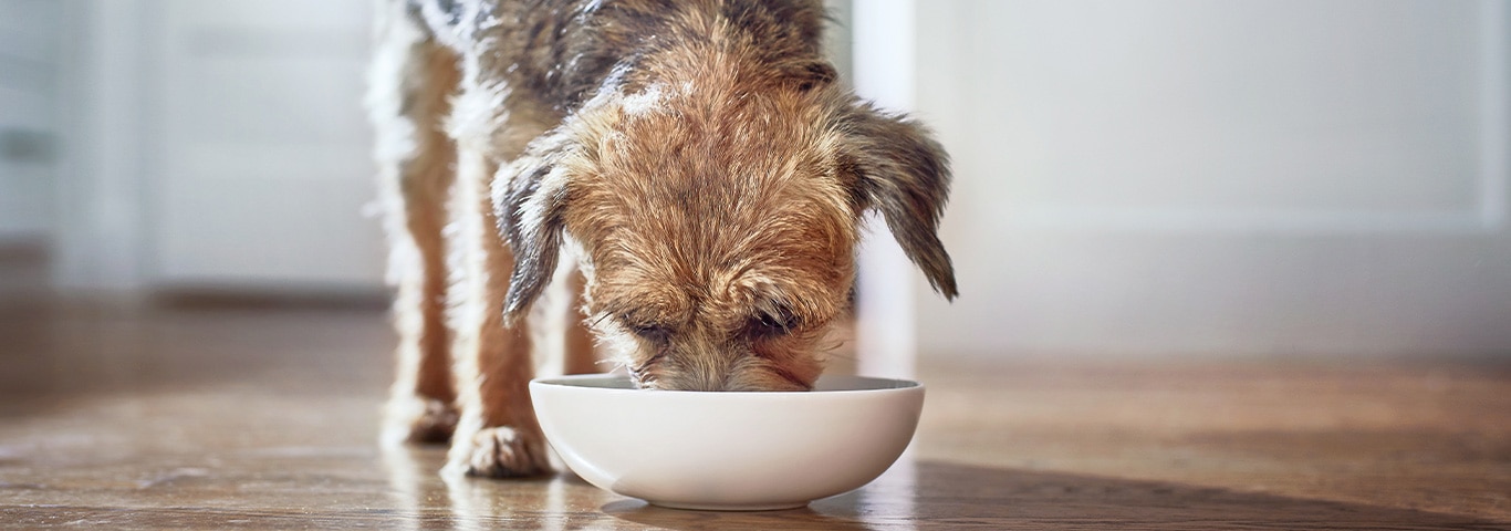 Pets At Home Hills Prescription Diet ~ scrapdynamicsdesign